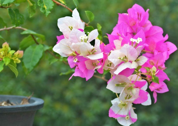 喜欢三角梅，不如养“珍品”金心双色，心如金丝，开花爆盆成花树