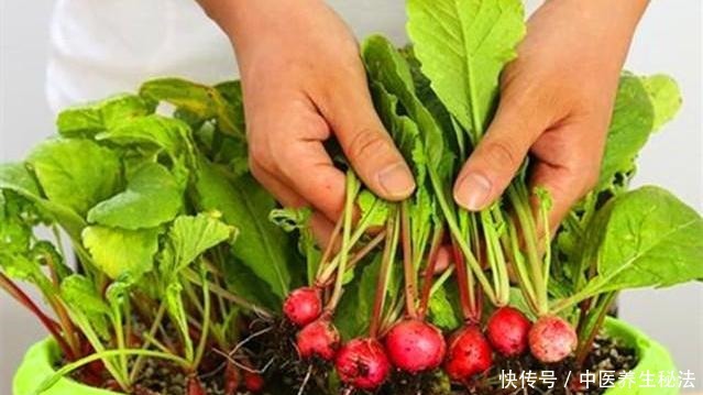阳台种盆“小萝卜”,一口吃一个,一周种一盆,一吃300天!