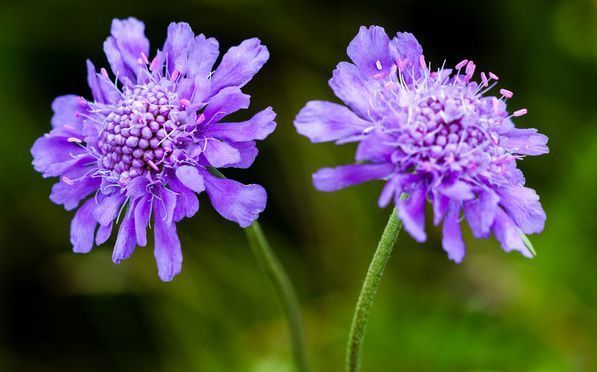 此几款花卉，烂漫迷人，枝繁叶茂，花开满盆暴成花海