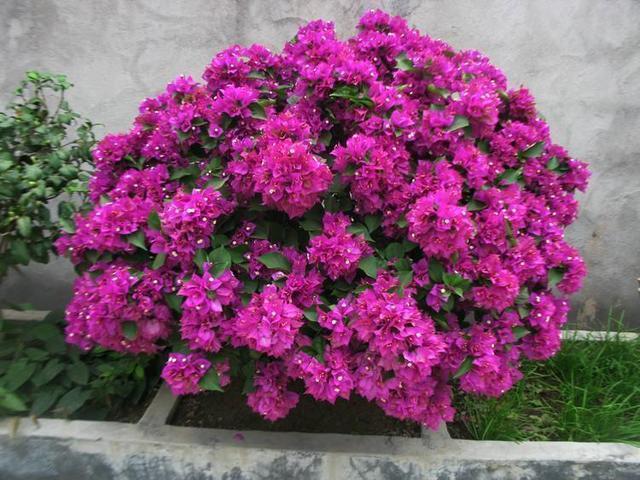 老师傅养三角梅有心得,每次花败直接修剪,年年开花爆盆