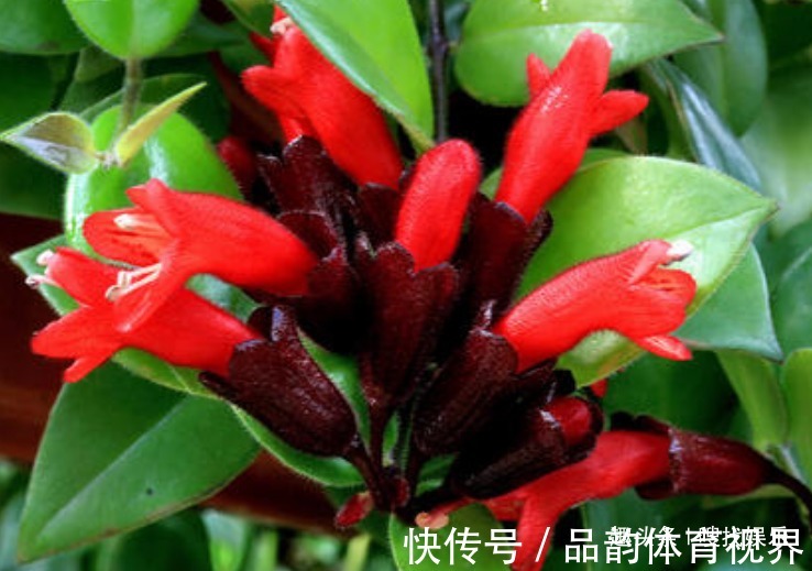 此花花姿别致,一朵朵鲜艳的花朵宛如口红一般,别具一番雅趣