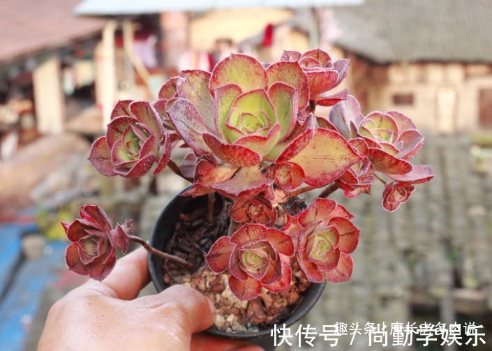 法师|多肉红富士法师，出状态时那一抹红色的娇艳是否会将你彻底迷倒