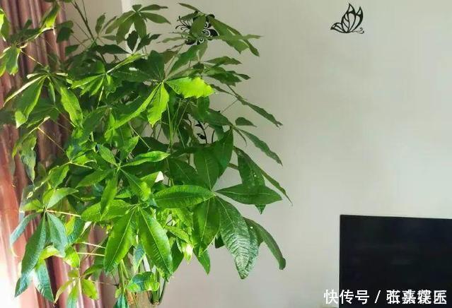 进入深秋,4种花要“旱着养”,水浇多了就烂根,真是帮倒忙