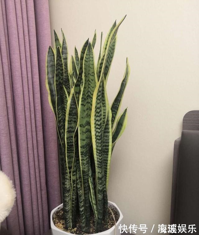 盆栽|这5种花叶子落地便生根,趁现在抓紧繁殖,一个月长成小盆栽