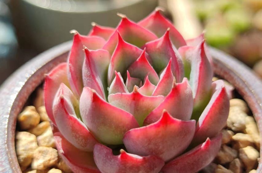 给多肉喷药?请注意7点,要不你可能把多肉喷挂了,自己还出问题