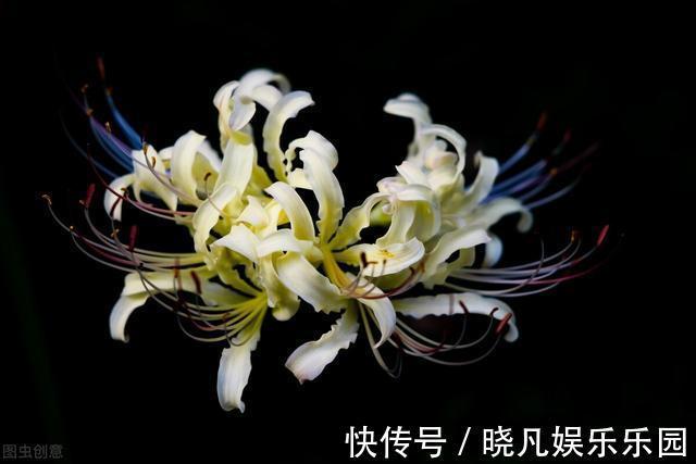 红花酢浆草|遇到5种野花野草,多挖点,正是移栽好时间