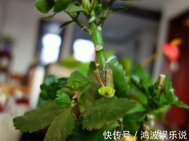 教你1招,让“长寿花”秒变老桩,开花越来越多,养好能做盆景