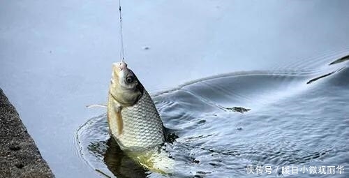 鱼儿|夏天钓鱼钓深还是钓浅,钓远还是钓近?看完你就明白了