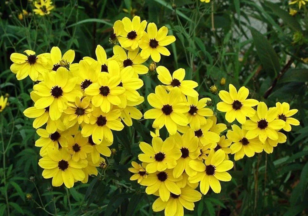 高温40度，6种花“尽情晒”，越晒越开花，密密匝匝一大盆，漂亮