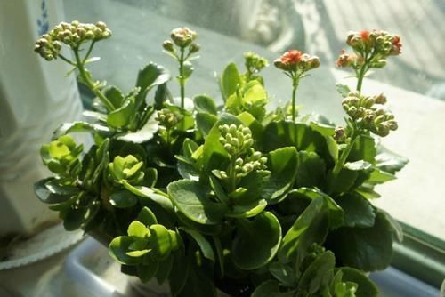 铜钱草|夏季天热，记得给这4种花“剃个头”，轻松度夏枝繁叶茂