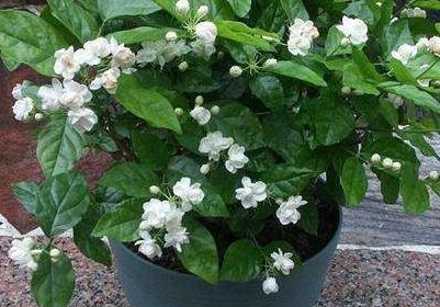 死亡原因|快死的发财树,茉莉花怎么办,学会此样做,轻松让它起死回生