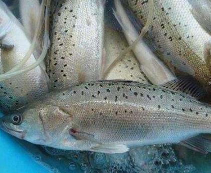 挑选鲈鱼|买鲈鱼时,不要看大小挑选,学会这几招,老板一看你就是行家