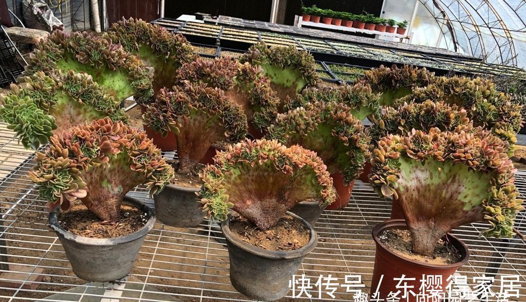 滞销|多肉市场严重滞销,毁在二手商贩手里,中间商确实可恨!