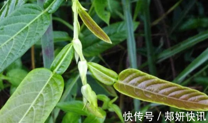 葫芦茶|人称“葫芦茶”,山上很多,却常被人们忽视,殊不知价值珍贵