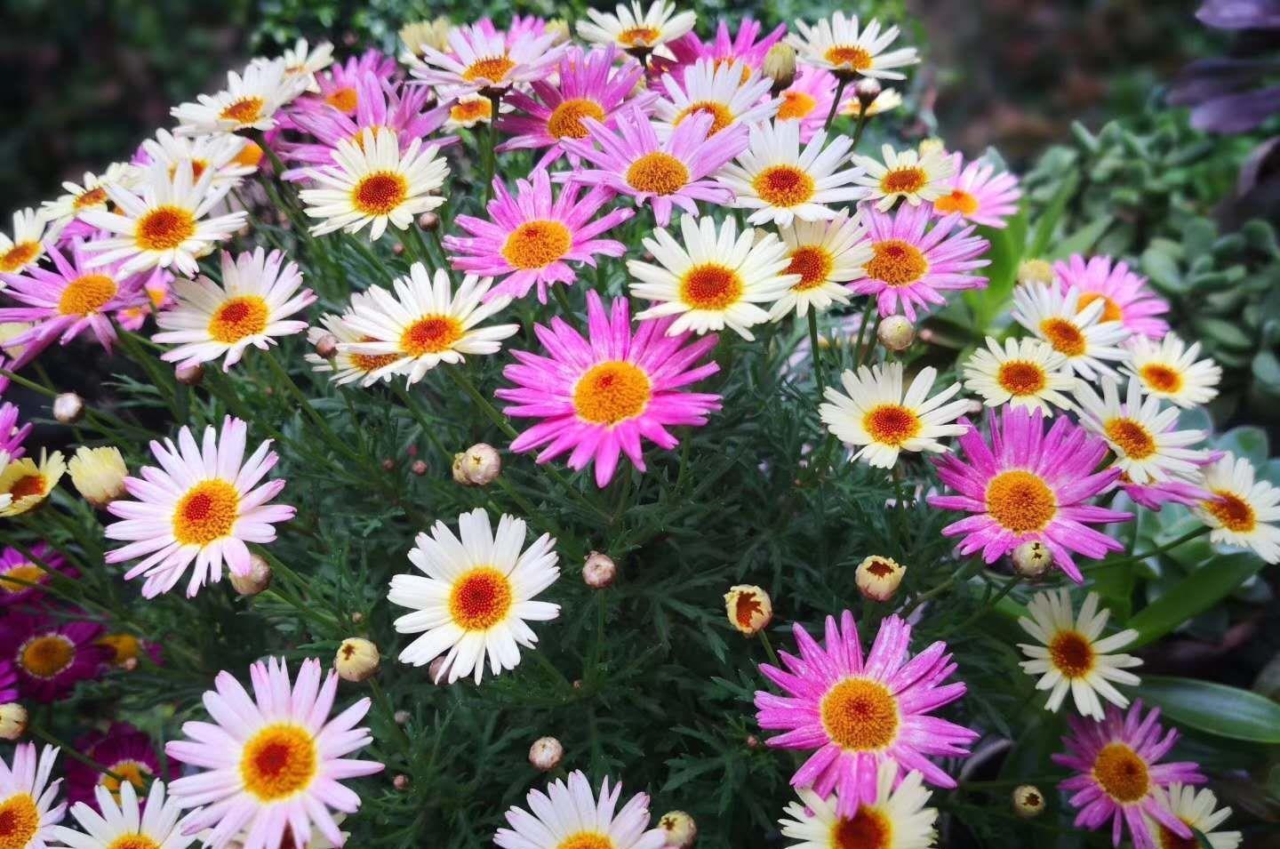 铜钱草|狠心“剃头”效果好,养花就该这样做,特别是对它们