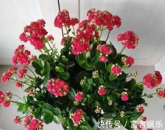 磷酸二氢钾|浇点“甜甜水”,长寿花叶子厚,绿油油,不发红,还能多开花