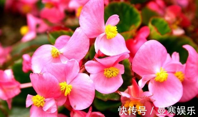 堆肥土|君子兰,四季海棠以下养殖,花苞一波接一波,叶茂花艳花开不断