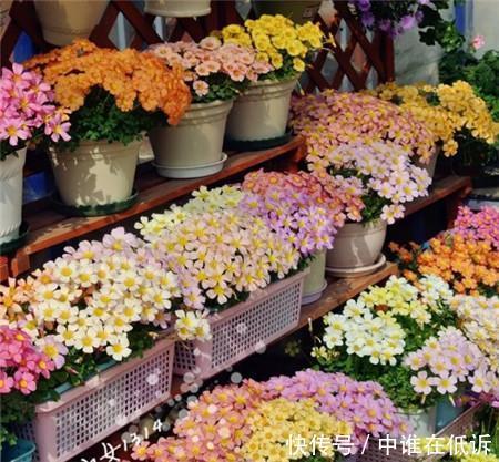 她只养一种花,花色鲜艳,开出一片花海,人人见了都夸美