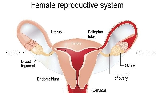 导致|“子宫”好的女人,或许没有这3个“表现”,若你1个不占就恭喜