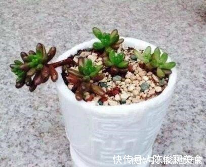 漂亮|这些破烂不要扔,做成“小花盆”,个性又漂亮,比买的强“百倍”!