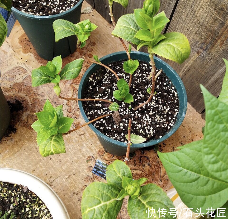 “倒春寒”来袭，养花人要做对“4件事”，让花草渡过难关