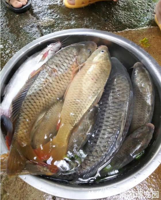 饵料|野生鲤鱼不好钓？钓的时候多一个步骤，再狡猾的鲤鱼也忍不住咬钩