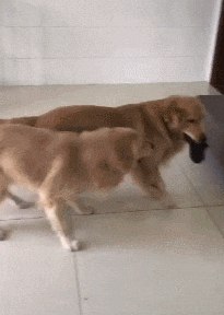 |搞笑GIF:今天周六 带女朋友去海边看看海