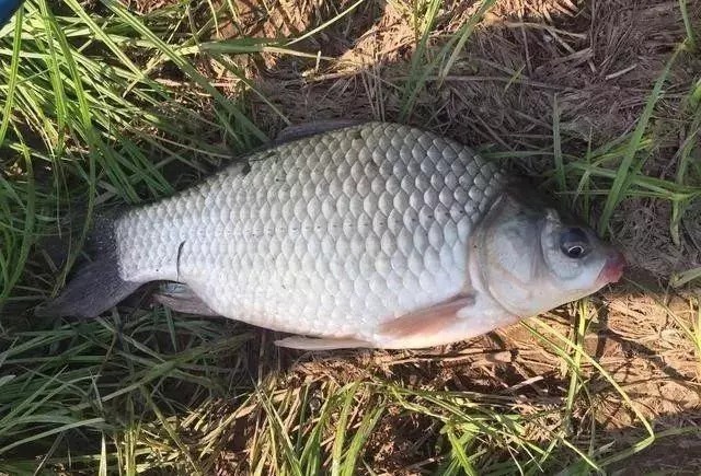 白纸黑字的爆护配方,秋季钓土鲫鱼不失手,老钓手的钓鱼秘笈