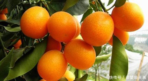 特产|作为一个三明人,你认识下面这5种家乡的特产吗