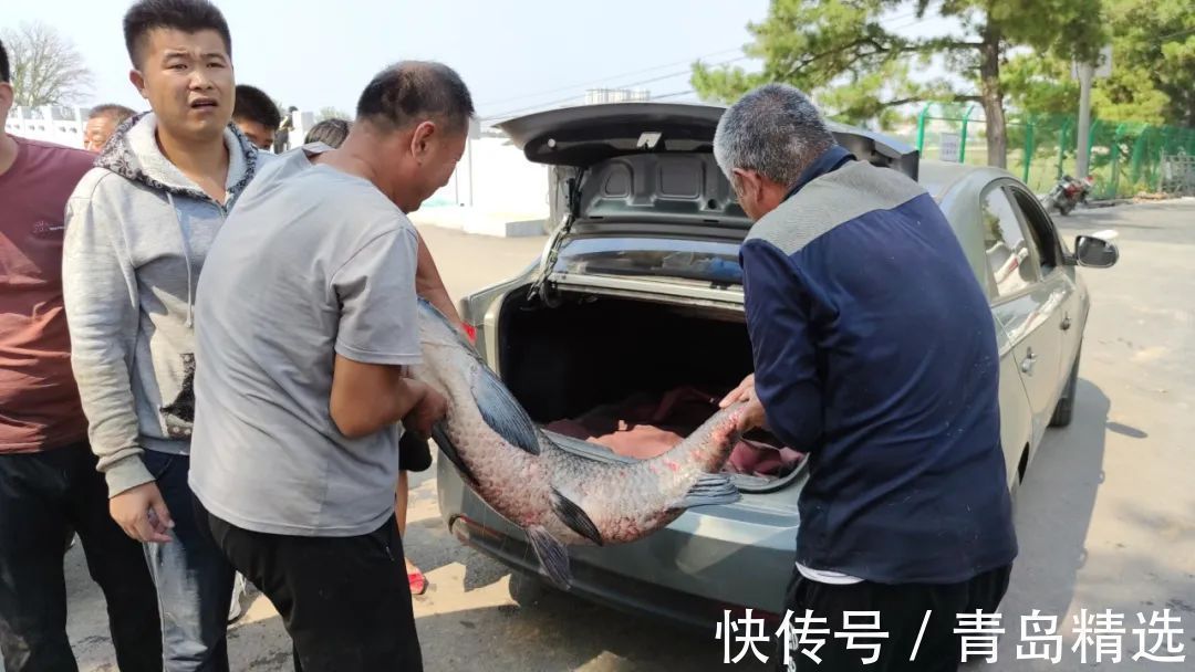 崂山水库开闸放水！一米长的大花鲢随处可见