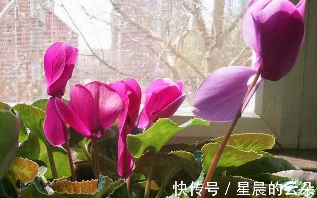 水仙花|养这5种盆栽，0℃都开花，且最后一种花期超长，像假花一样