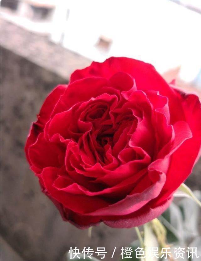 细数10种狼牙棒月季,怕刺的可绕道