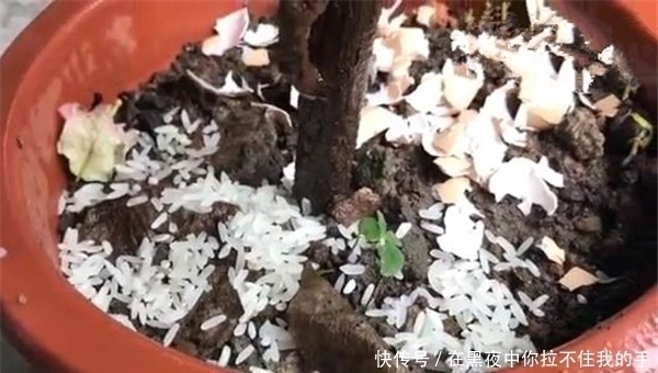 花盆里撒一把,不管多蔫多难养的花,几天根壮叶绿,不黄叶不烂根