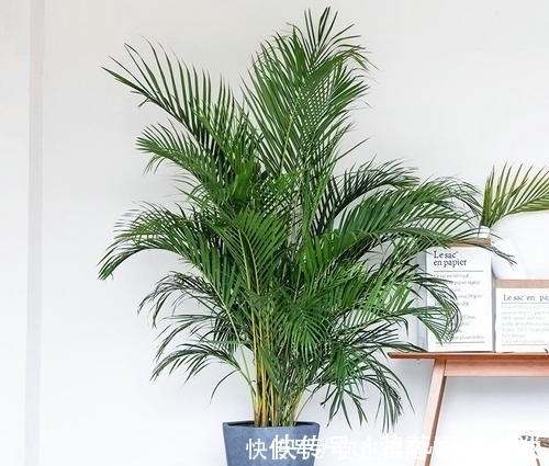 空气|客厅养花选它，大气有格调，好养又耐阴，养一盆空气更清新！