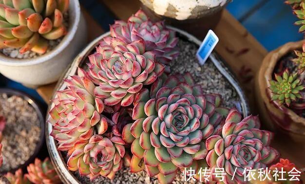 热不死的6种多肉，夏天暴晒也没事，越热越好看