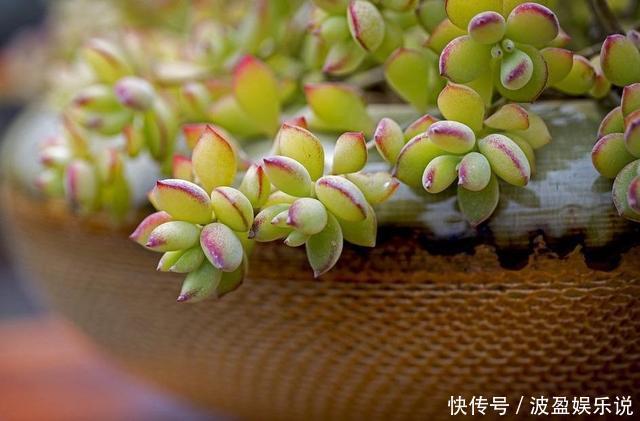 多肉|几天不打理,多肉全都有了“白胡须”,这该怎么办需要剪掉吗