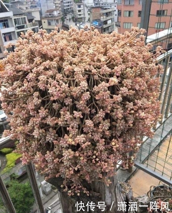 邻居|她把多肉种在阳台,一直长到楼下,天天被邻居投诉!