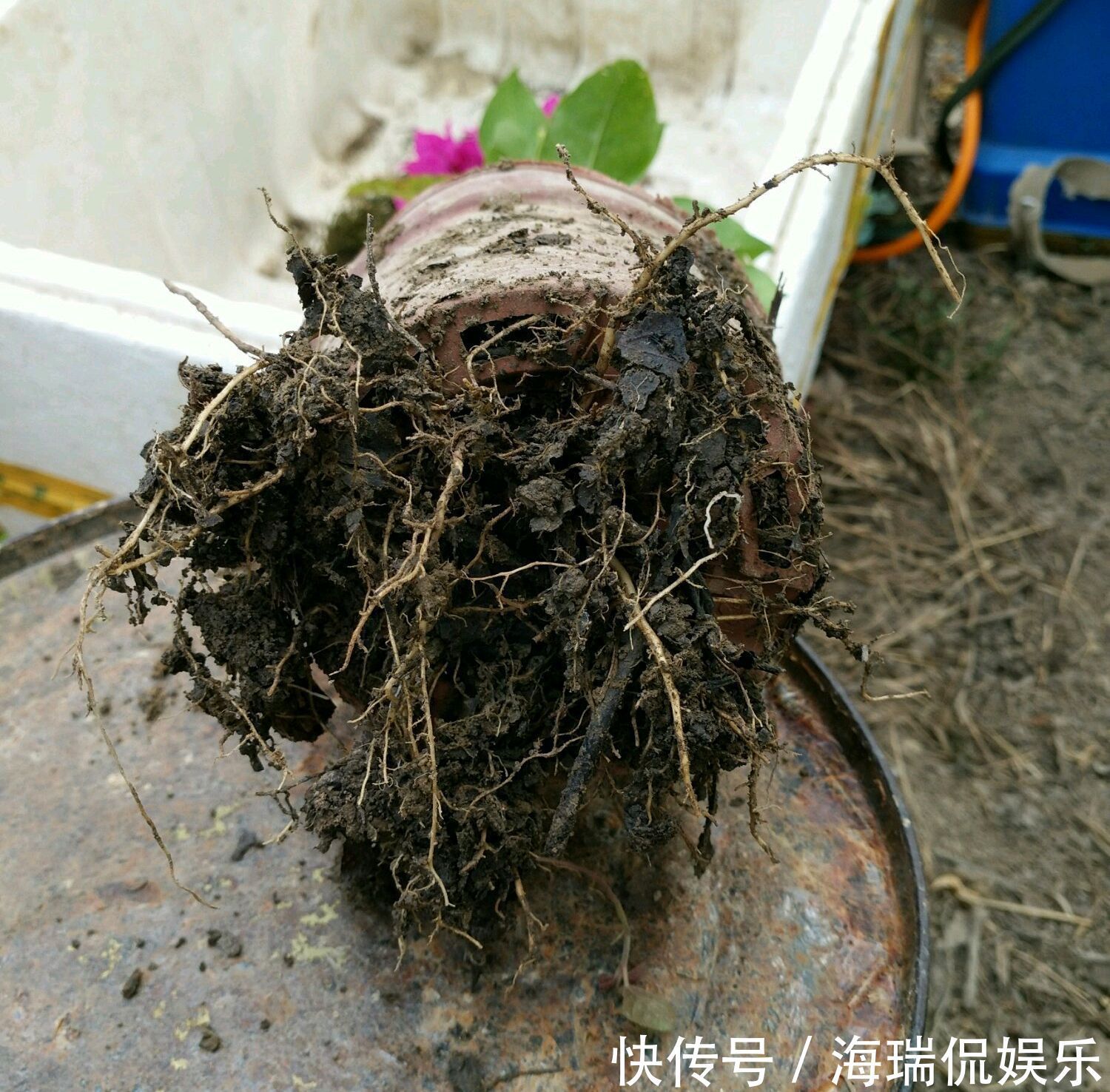 爆盆|三角梅控水后还是开花少又少只需一妙招，一个星期开花爆盆