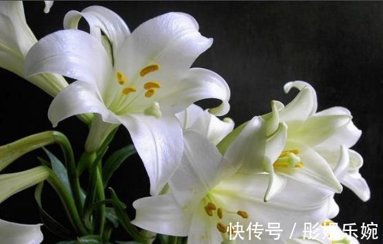 有香味的花卉盆栽有哪些养上几盆家里就不用买清新剂了！