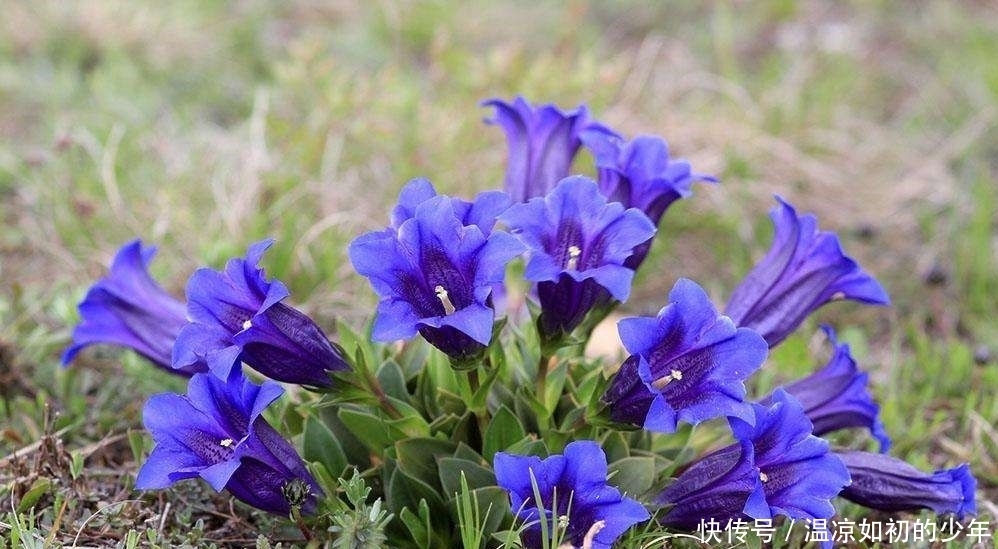 药品化义|蓝色的野花经常被误认为牵牛花，它却能去除“肝火”