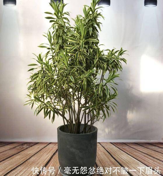 百合竹|这4种“吉祥花”寓意富贵，养了就是赚了，家里人都受益