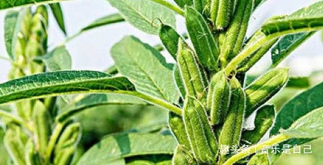 荞头|女人想皮肤好,4种食物换着吃,去除皱纹,祛皱美容,谁吃谁受益