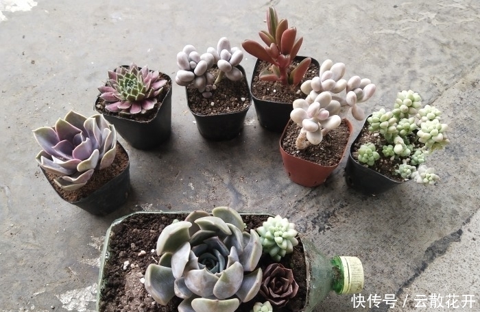 免费的多肉,总是活得特别好
