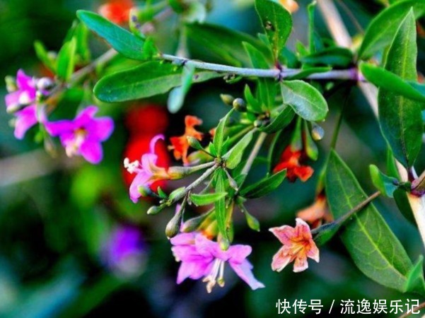 枸杞能保护肝脏,抵抗疲劳,注意枸杞冬季的管理,收获优质枸杞!