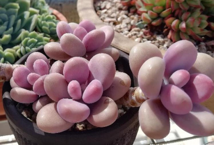 多肉桃蛋砍头?何必下如此狠手!是遇到这“4情况”必须要砍吗?