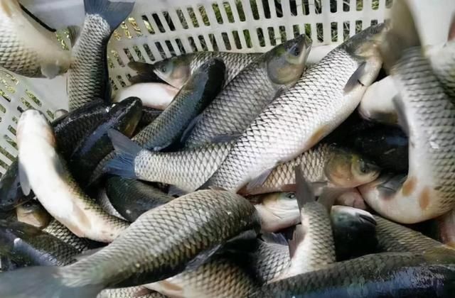 鱼贩子|含“寄生虫”最多的3种鱼,没营养还贵,鱼贩子从不给家人吃