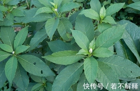 野人参|树上一种小南瓜,人称“野人参”,若家乡遇见别乱吃,小心中毒哦