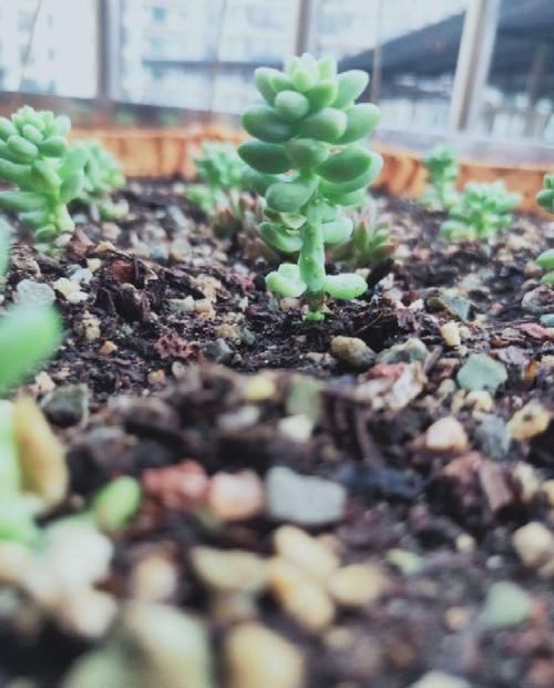 多肉狠心剃个头，呼呼长满小肉芽，20天就爆盆