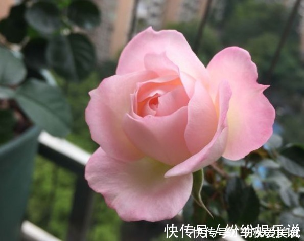 红双喜红双喜|10个最奇葩的月季品种，你可能一个都没见过！