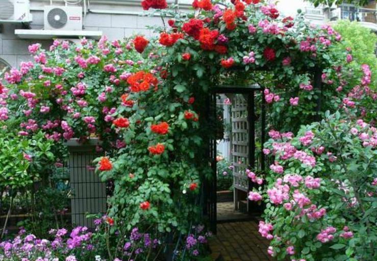 月季|如果院子面积小，建议只养爬藤花，美成花海才是美